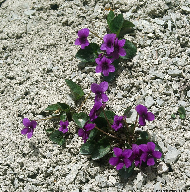 Image of Viola somchetica specimen.