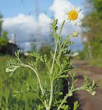 Anthemis ruthenica