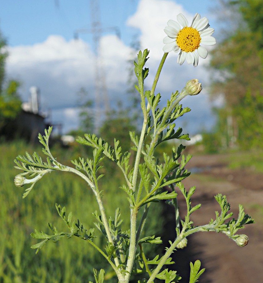 Image of Anthemis ruthenica specimen.