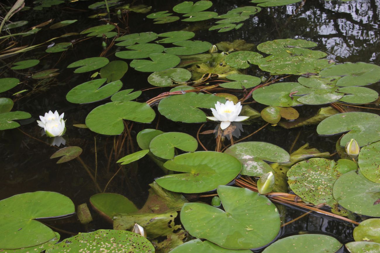 Изображение особи Nymphaea candida.