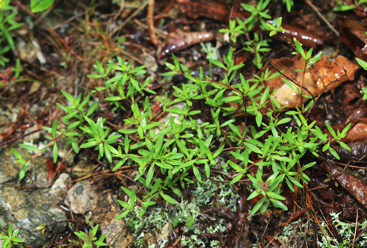 Изображение особи Thymus urussovii.