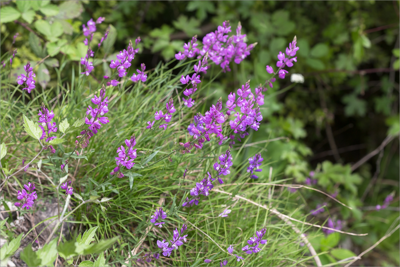 Image of Polygala caucasica specimen.