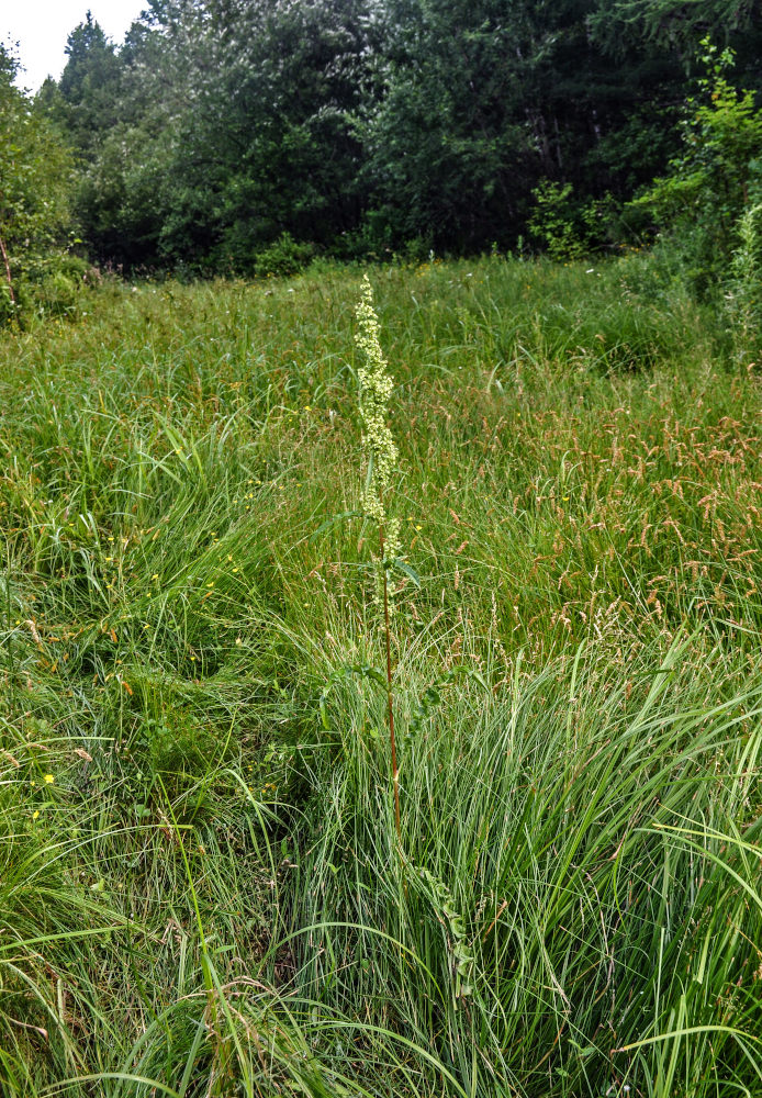 Image of Rumex pseudonatronatus specimen.