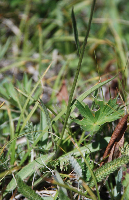 Image of Campanula altaica specimen.