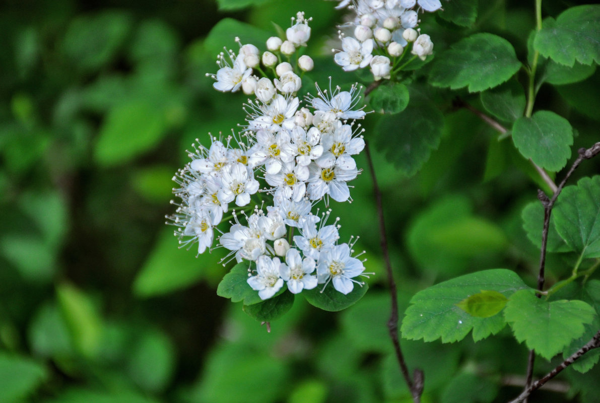 Image of Spiraea chamaedryfolia specimen.