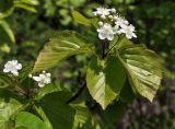 Sorbus alnifolia