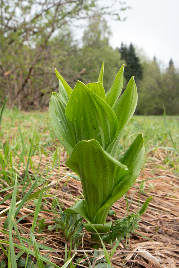 Изображение особи Veratrum lobelianum.