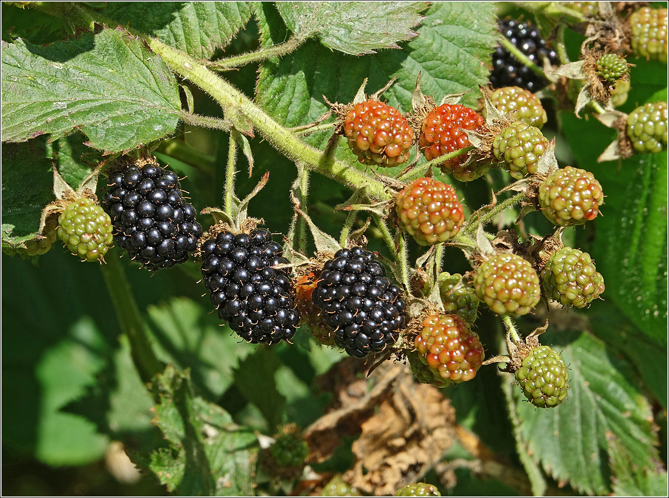 Image of Rubus allegheniensis specimen.