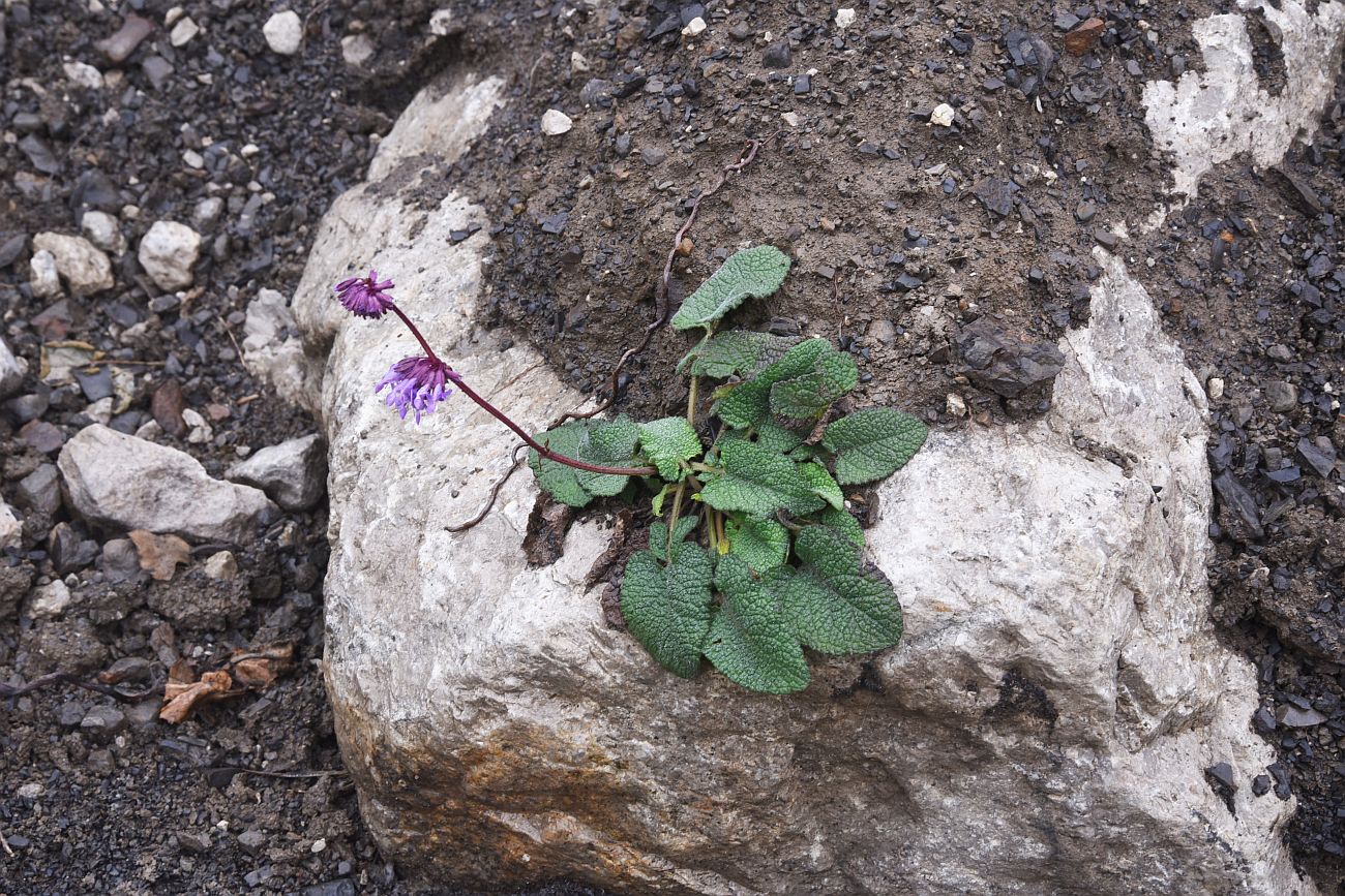 Изображение особи Salvia verticillata.