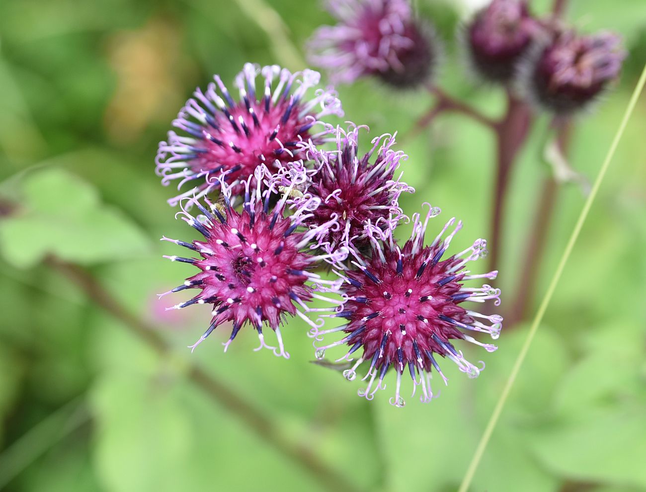 Изображение особи род Arctium.