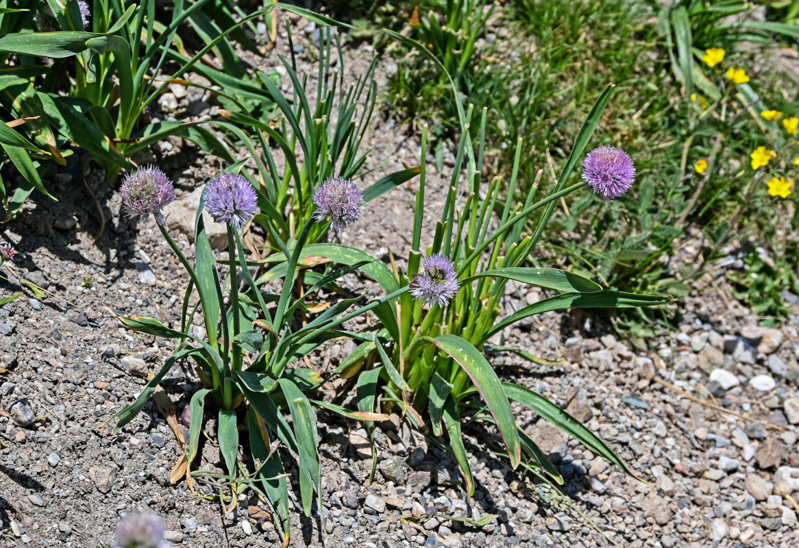 Image of Allium platyspathum specimen.