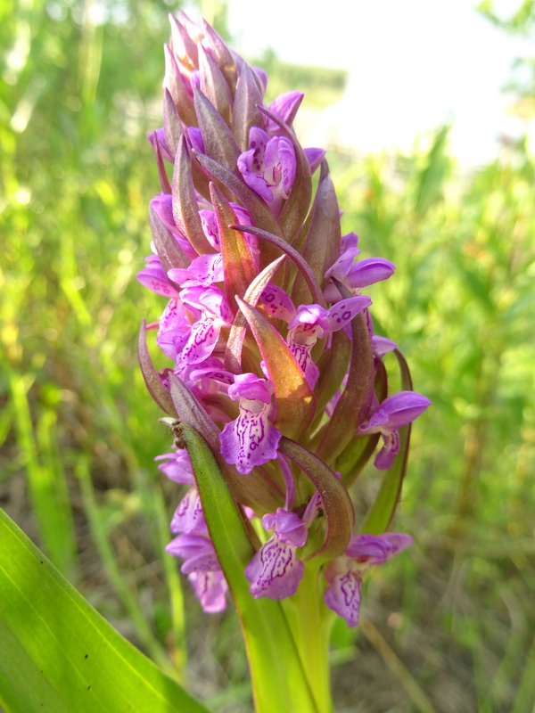 Изображение особи Dactylorhiza incarnata.