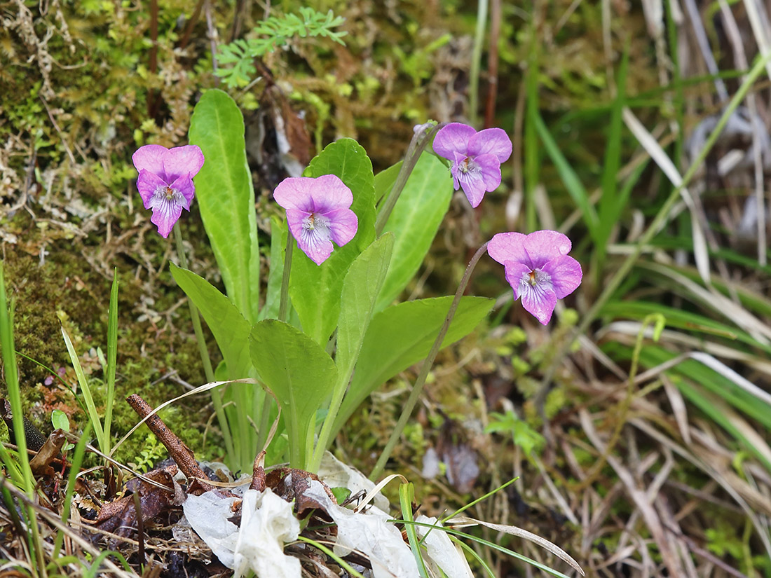 Изображение особи Viola gmeliniana.