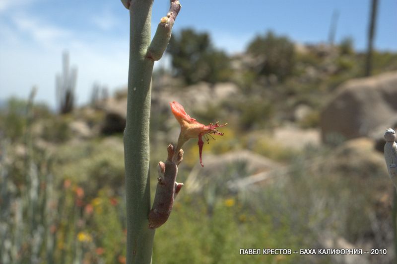 Image of Euphorbia lomelii specimen.