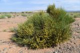 Ephedra equisetina