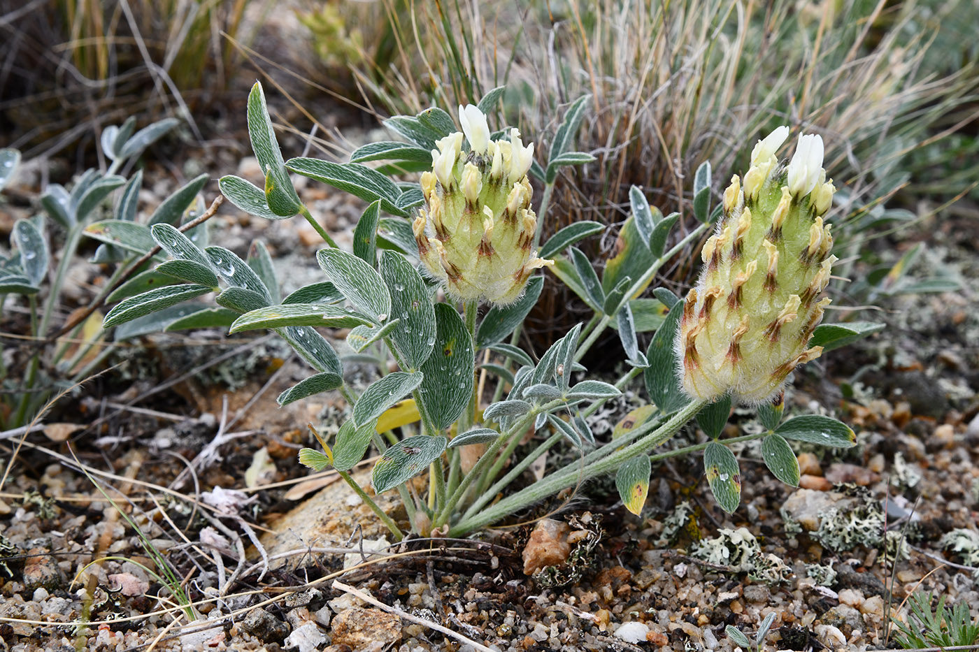 Image of Astragalus lupulinus specimen.