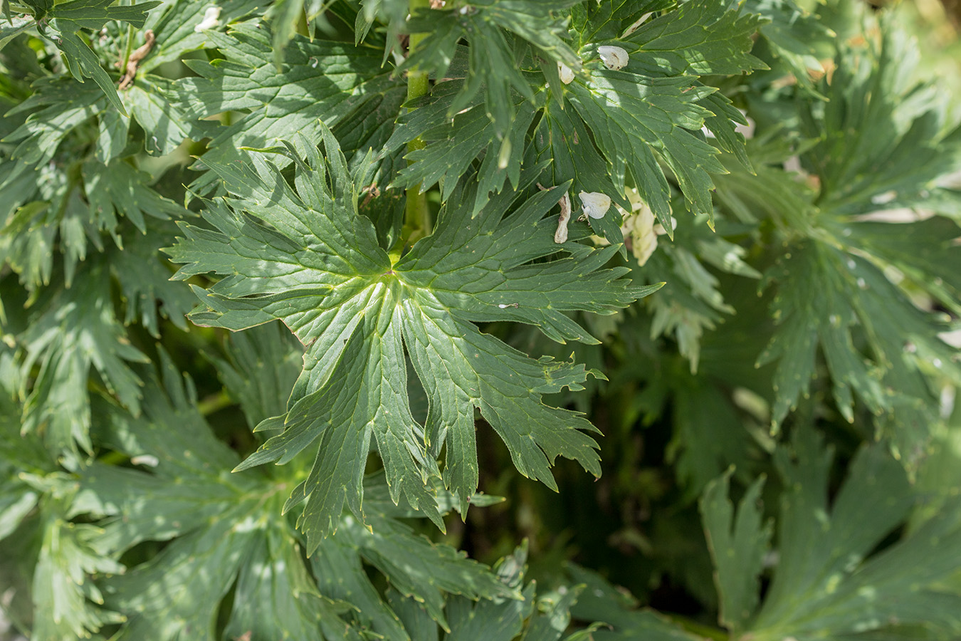 Image of Aconitum orientale specimen.