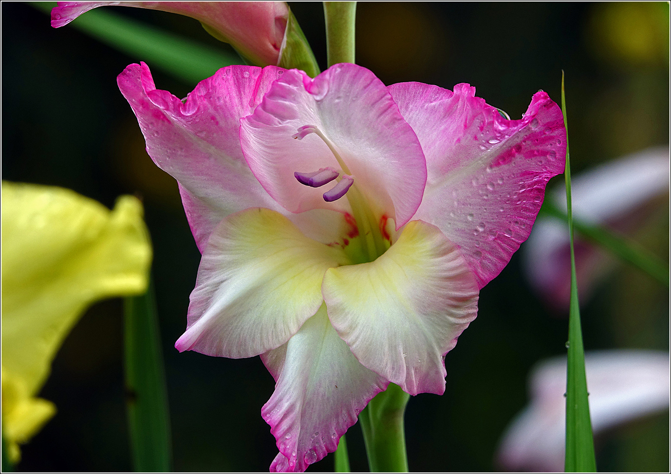 Image of Gladiolus &times; gandavensis specimen.