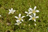 Minuartia imbricata