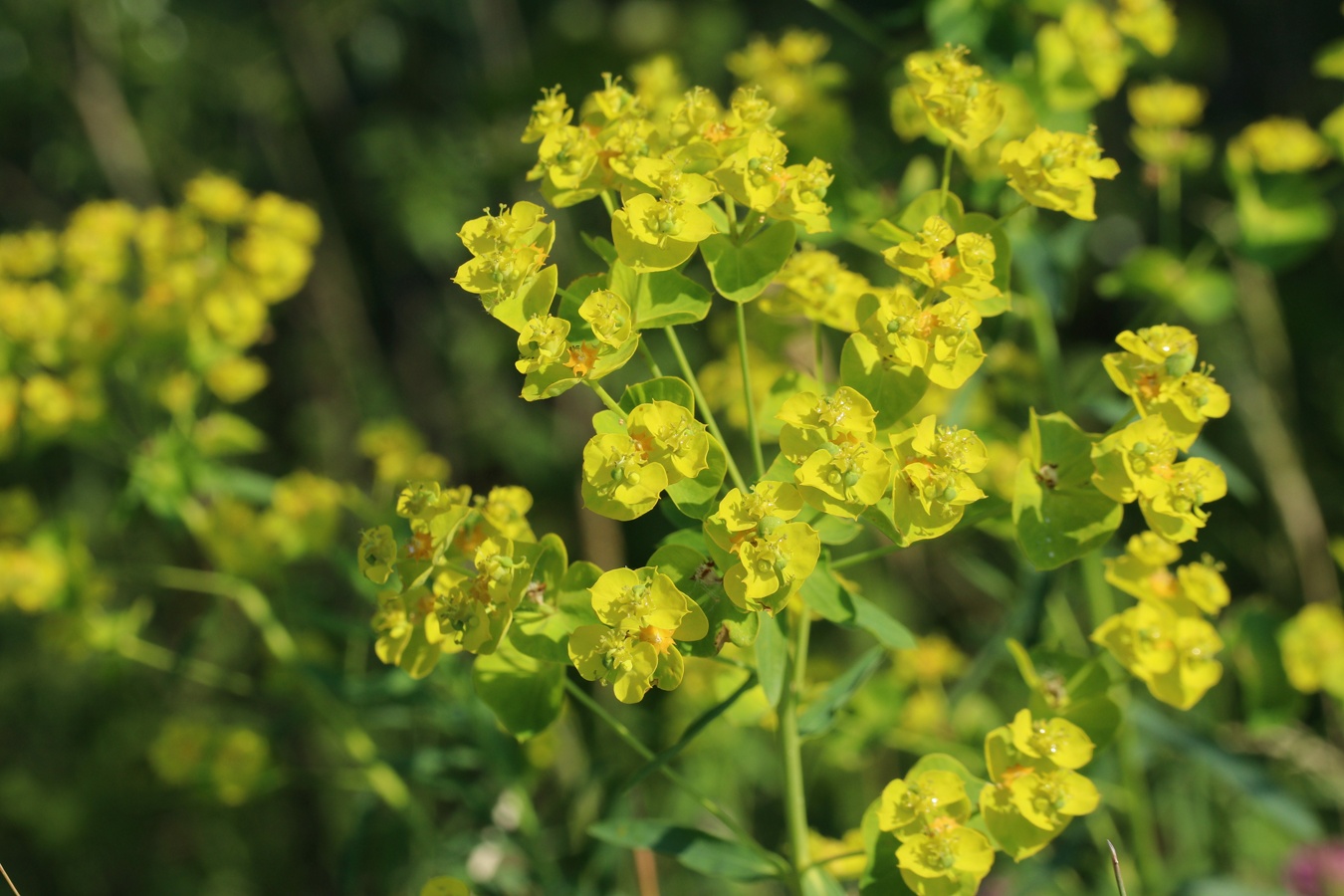 Изображение особи Euphorbia virgata.