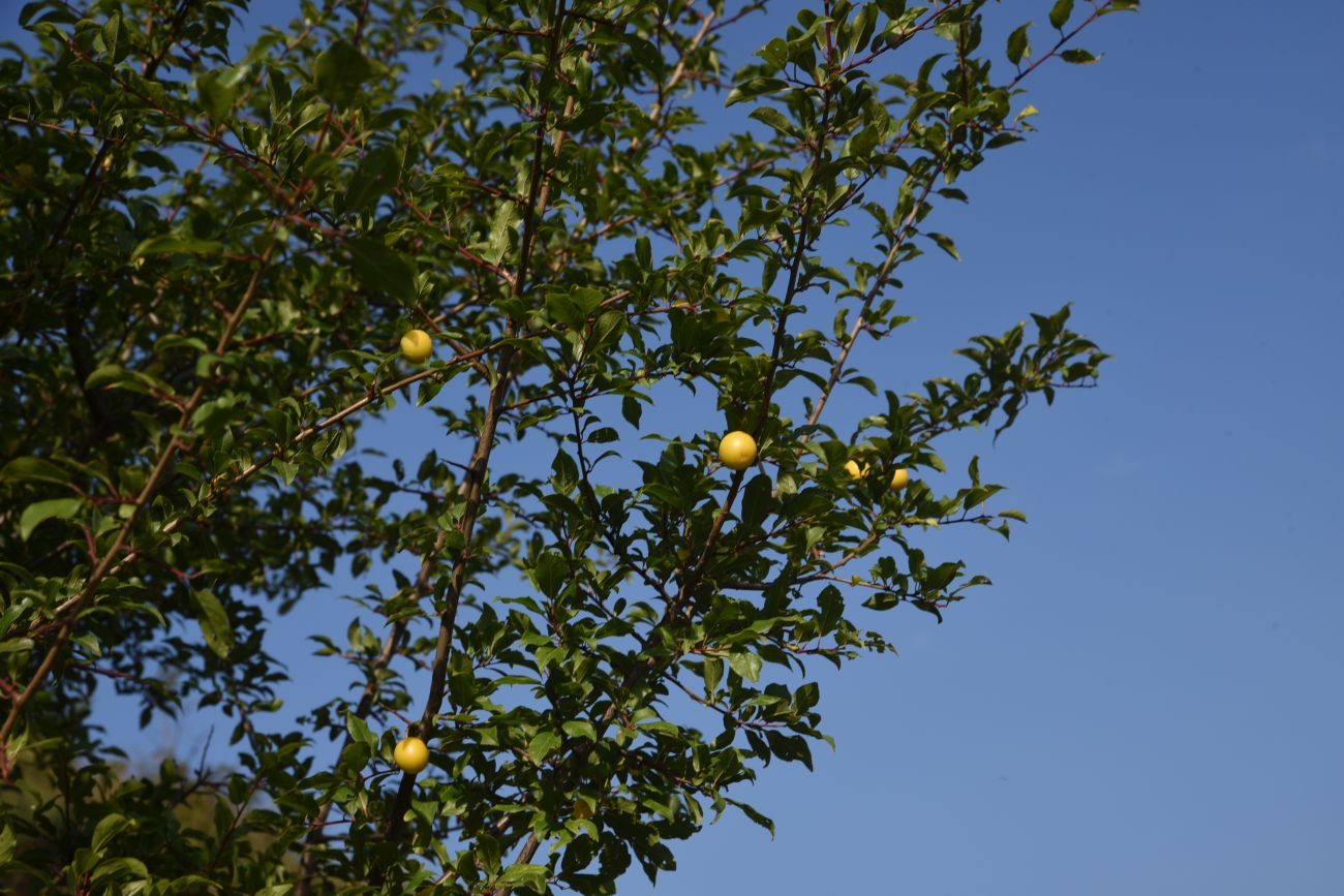 Изображение особи род Prunus.