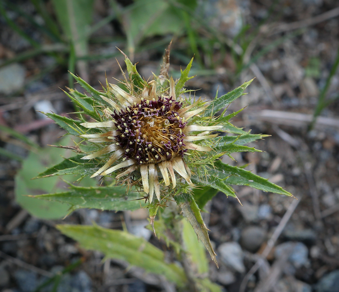 Image of Carlina biebersteinii specimen.