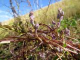 Cuscuta lehmanniana