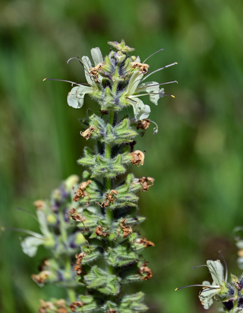 Изображение особи Salvia armeniaca.