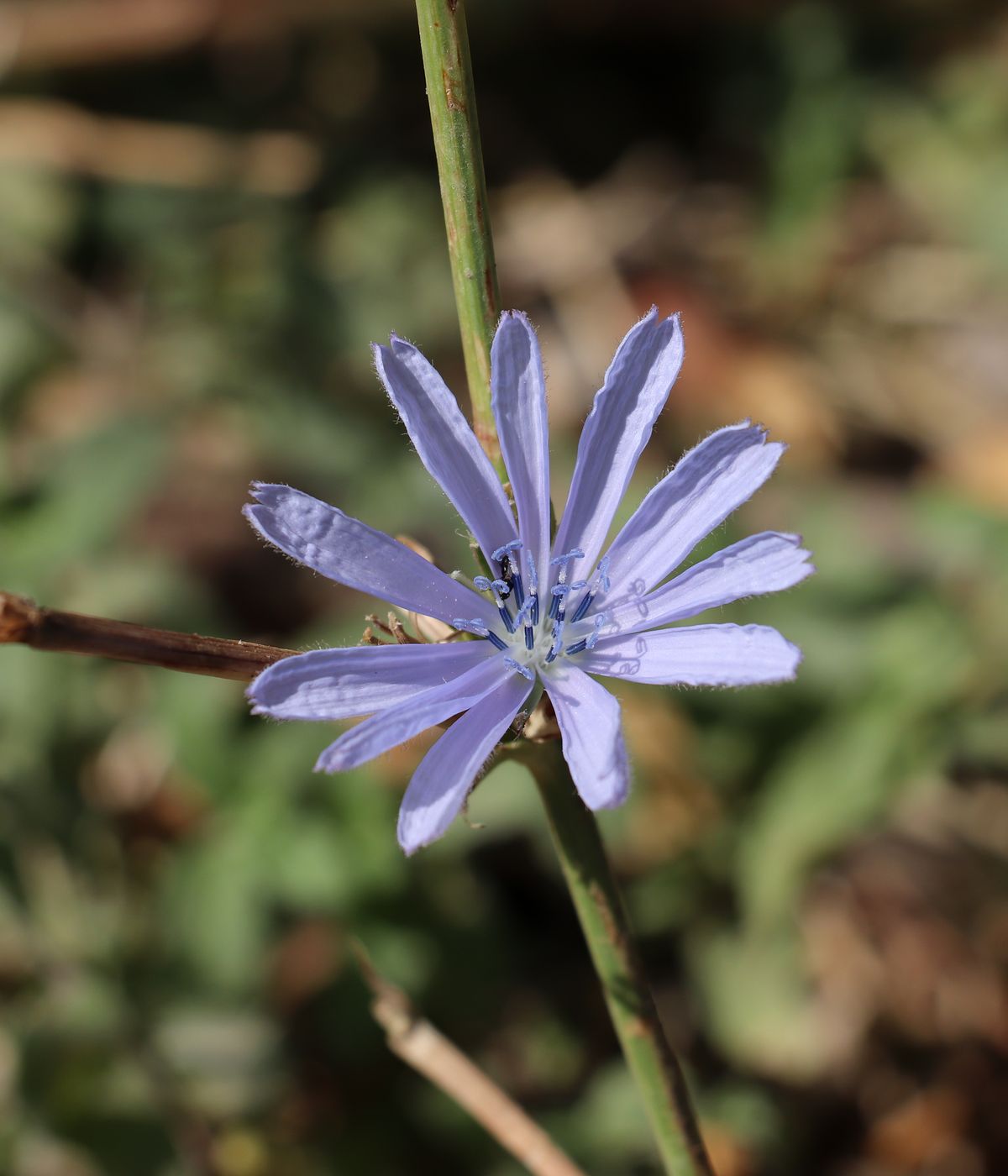 Image of Cichorium intybus specimen.