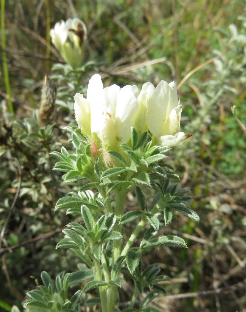 Image of Chamaecytisus kovacevii specimen.