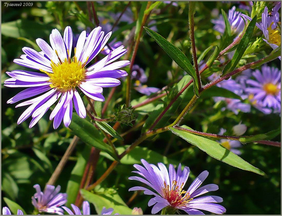 Image of Symphyotrichum novi-belgii specimen.