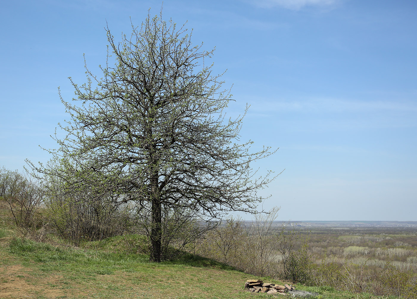 Изображение особи Pyrus communis.