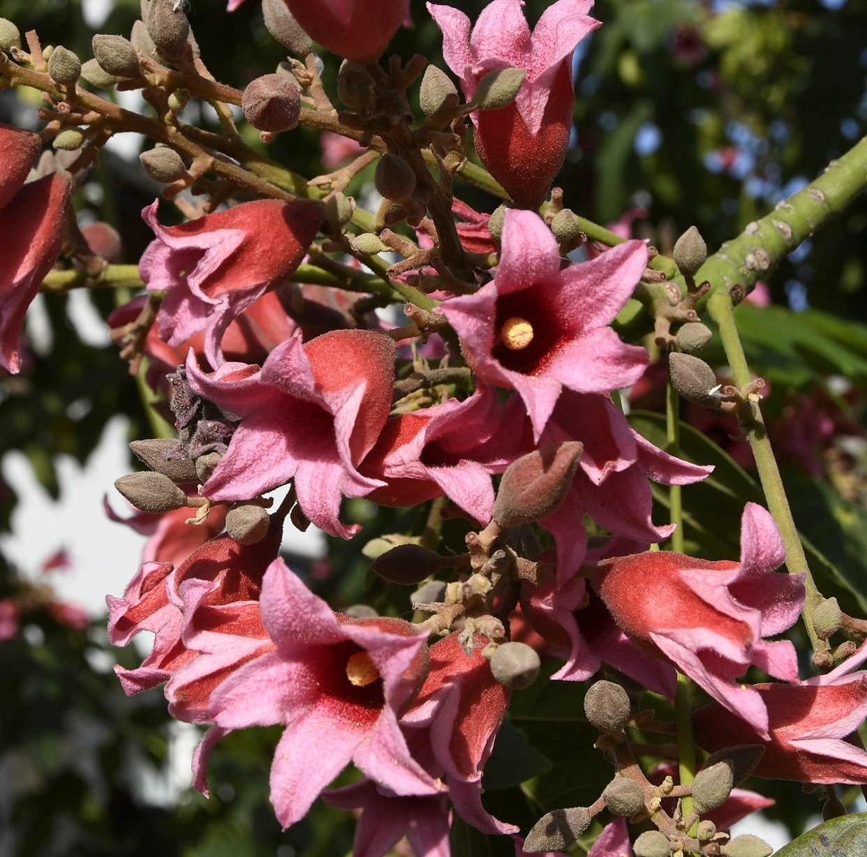 Изображение особи Brachychiton discolor.