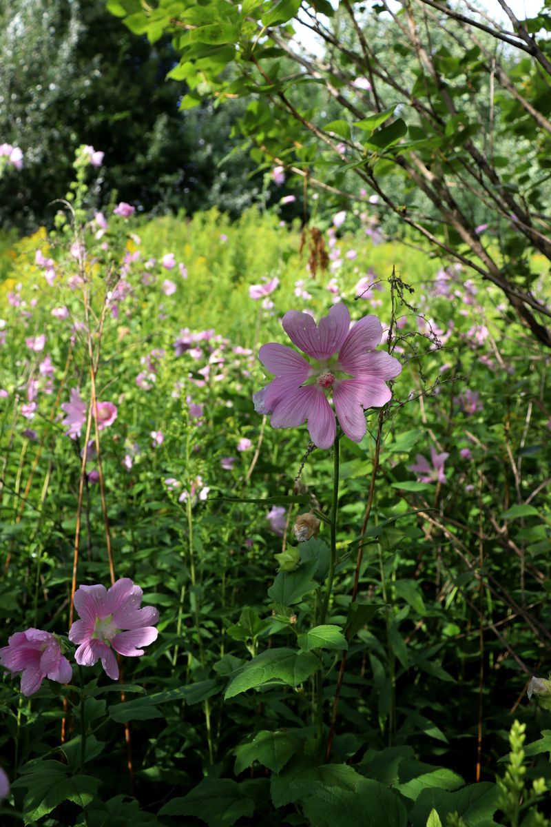 Image of Malva thuringiaca specimen.