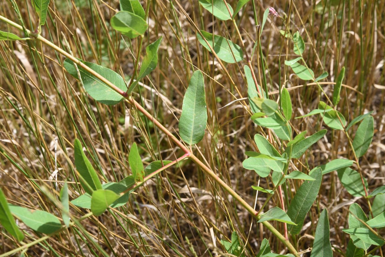 Image of Trachomitum sarmatiense specimen.