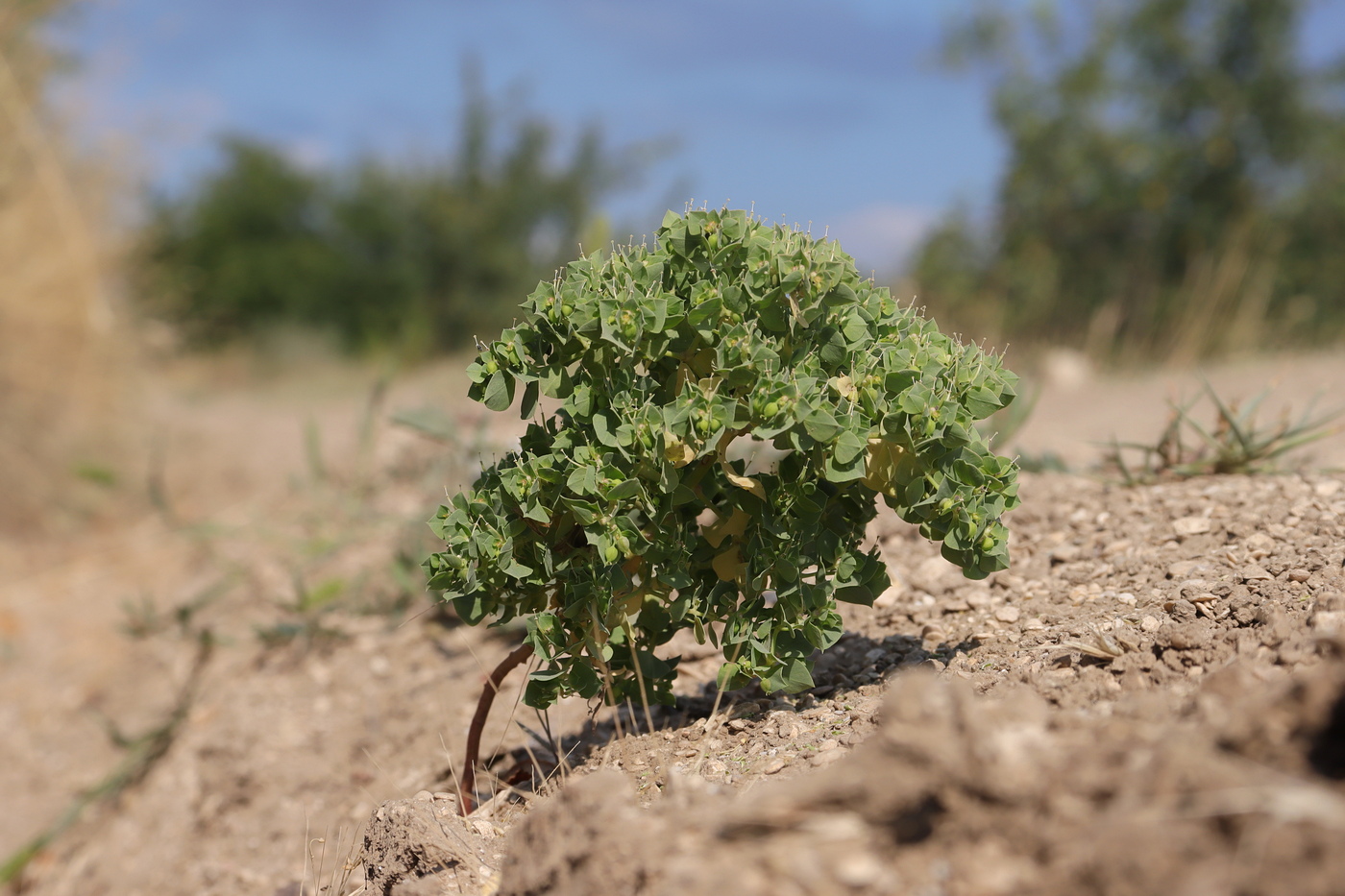 Image of Euphorbia falcata specimen.