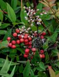 Nandina domestica. Соцветие и соплодие. Грузия, г. Тбилиси, в культуре. 10.06.2023.