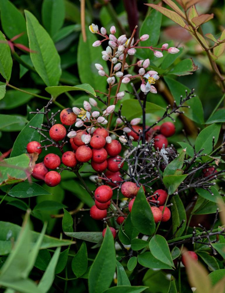 Изображение особи Nandina domestica.