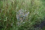 Eryngium planum. Цветущее (?) растение. Рязанская обл., Милославский р-н, окр. дер. Гаи, граница с Тульской обл., балка Крутой Овраг, остепнённый луг. 30 июля 2024 г.