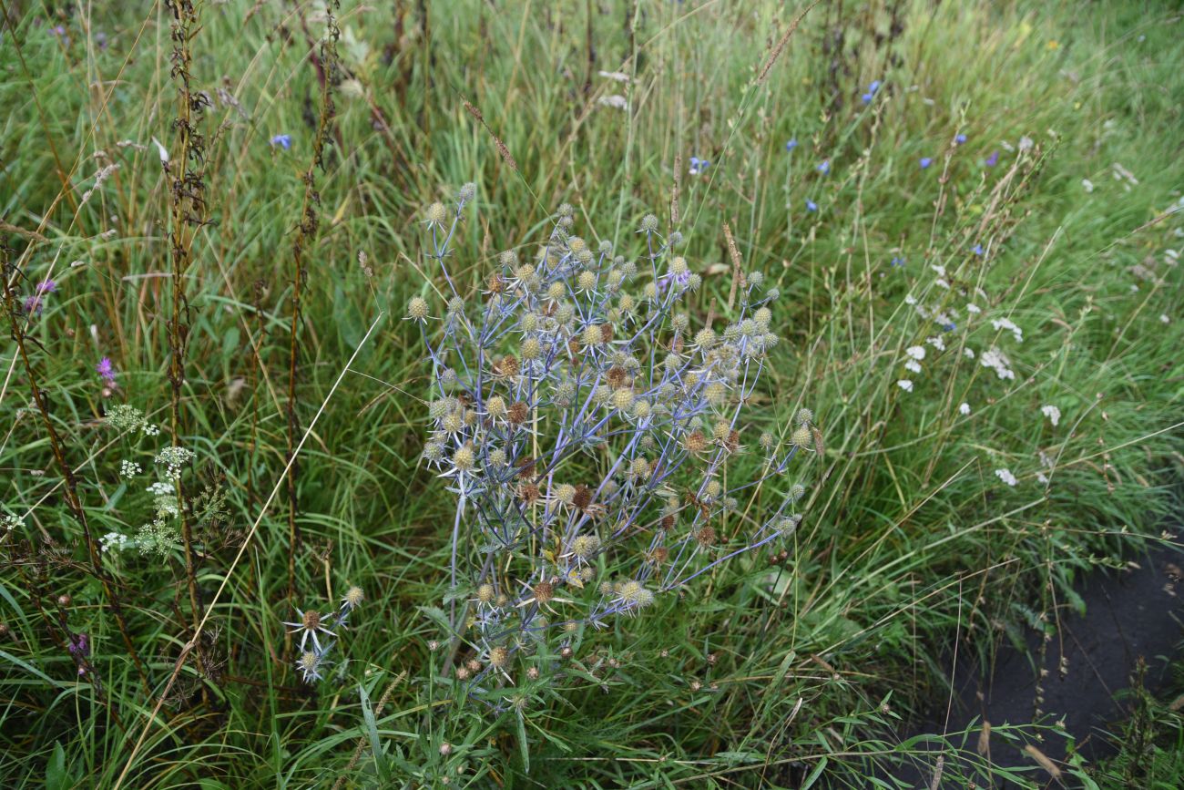 Изображение особи Eryngium planum.