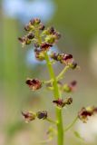 Scrophularia olympica. Соцветие. Карачаево-Черкесия, Урупский р-н, верховья притока р. Ацгара, каменистый субальпийский луг. 08.08.2024.