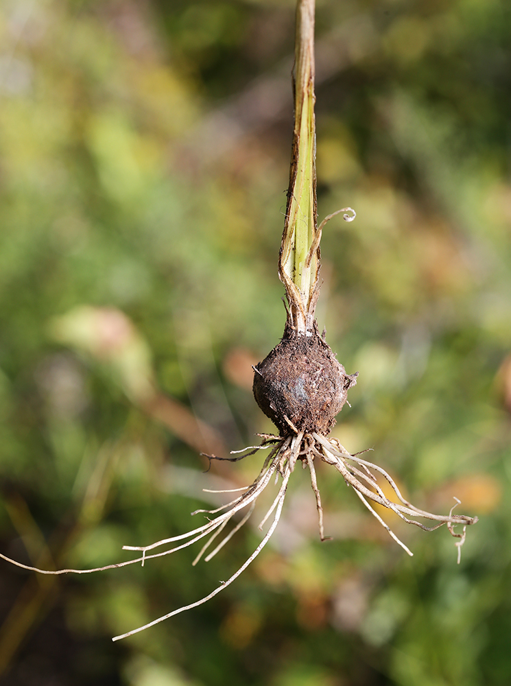 Image of Allium komarovianum specimen.