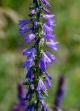 Campanula bononiensis. Часть соцветия. Оренбургская обл., Кувандыкский гор. округ, заповедник \"Шайтан-Тау\", долина р. Сакмара, луг. 05.07.2023.