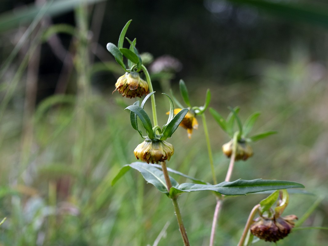 Изображение особи Bidens cernua var. radiata.