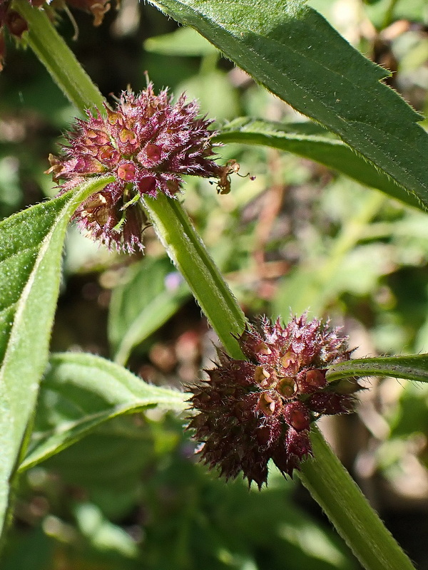 Image of Mentha canadensis specimen.