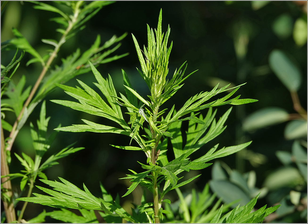 Image of Artemisia vulgaris specimen.