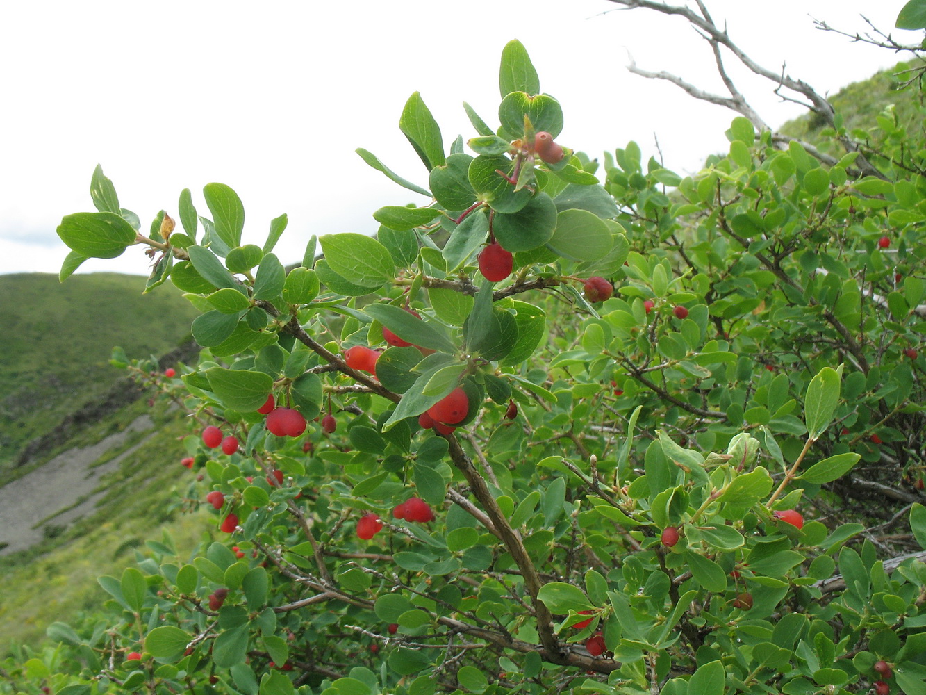 Image of Lonicera microphylla specimen.