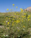 Sisymbrium loeselii. Цветущее растение. Кабардино-Балкария, Черекский р-н, долина р. Псыгансу, ≈ 1900 м н.у.м., луг на приречной террасе. 29.07.2024.