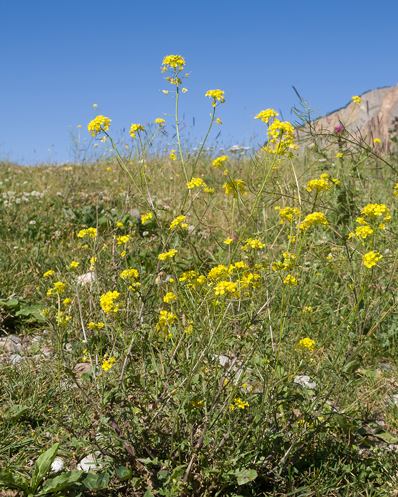 Image of Sisymbrium loeselii specimen.