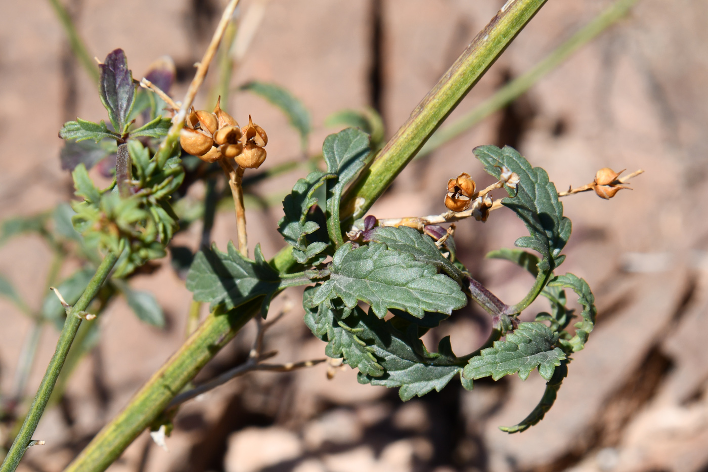 Image of Scrophularia incisa specimen.